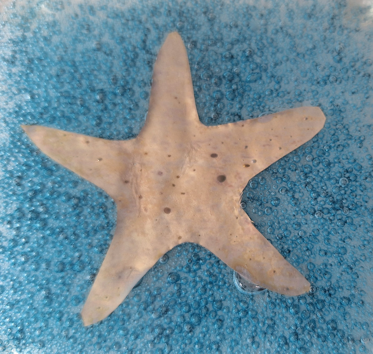 Coasters with Blue Bubbles and Golden Starfishes